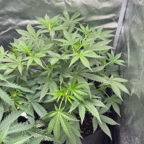 Toof Decay x Walter White  growlog timeline photo