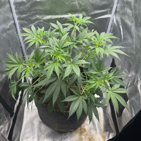 Toof Decay x Walter White  growlog timeline photo
