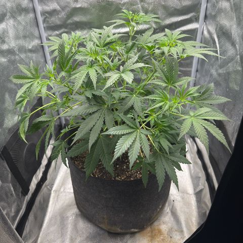 Toof Decay x Walter White  growlog photo: Did some LST to all branches to keep it nice and even on the top canopy. This baby is loving life right now. Light on maximum at top of tent. 