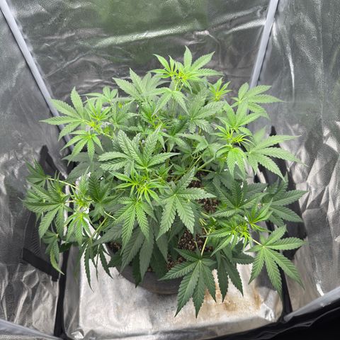 Toof Decay x Walter White  growlog photo: Did some LST to all branches to keep it nice and even on the top canopy. This baby is loving life right now. Light on maximum at top of tent. 