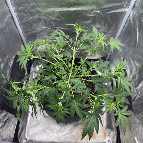 Toof Decay x Walter White  growlog photo: Did some LST to all branches to keep it nice and even on the top canopy. This baby is loving life right now. Light on maximum at top of tent. 