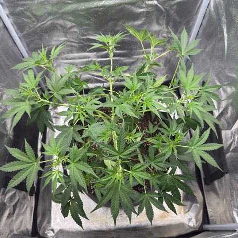 Toof Decay x Walter White  growlog photo: Completed some more LsT and am now pinching fan leaves to where I can feel it partially break; then I am manipulating them out of the way of bud sites so that the plant still benefits from having the leaves but the bud sites are exposed to light. Plant has noticeably grown since I was out here at 8AM this morning. 