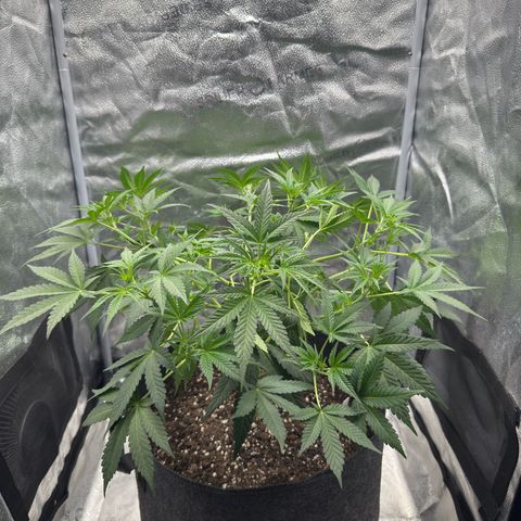 Toof Decay x Walter White  growlog photo: Completed some more LsT and am now pinching fan leaves to where I can feel it partially break; then I am manipulating them out of the way of bud sites so that the plant still benefits from having the leaves but the bud sites are exposed to light. Plant has noticeably grown since I was out here at 8AM this morning. 