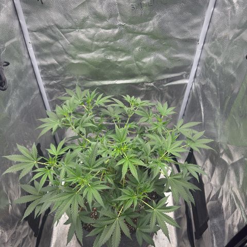 Toof Decay x Walter White  growlog timeline photo