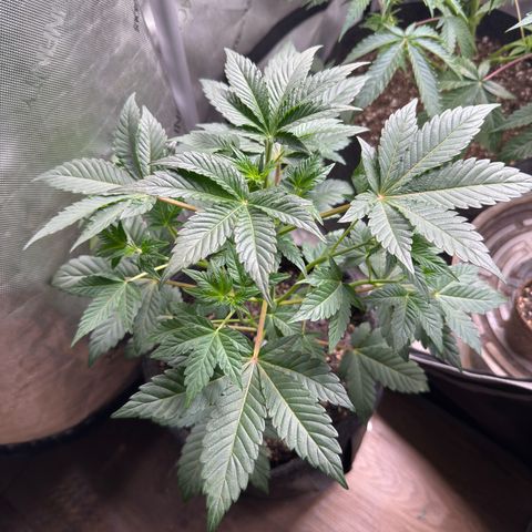 MephistO’z  growlog timeline photo