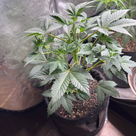 MephistO’z  growlog timeline photo