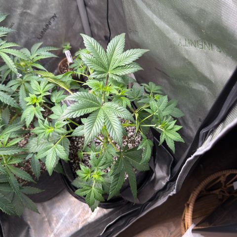 MephistO’z  growlog timeline photo