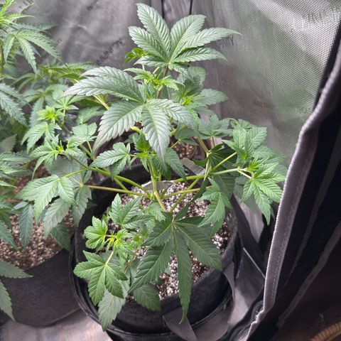 MephistO’z  growlog timeline photo