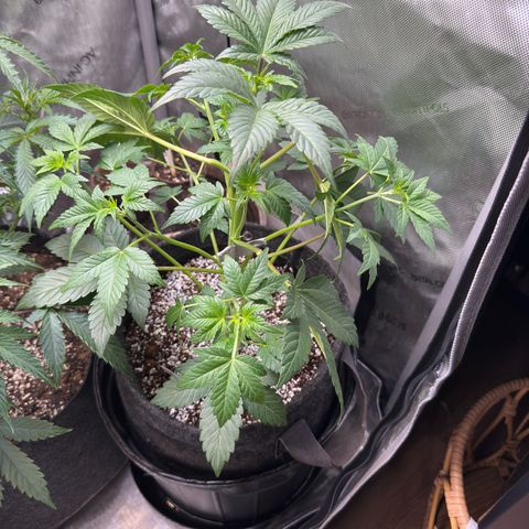 MephistO’z  growlog timeline photo