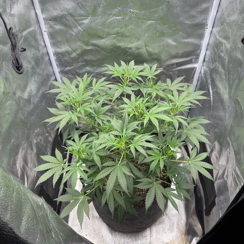 Toof Decay x Walter White  growlog timeline photo