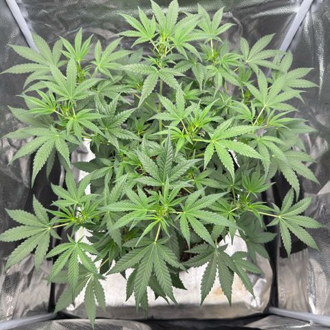 Toof Decay x Walter White  growlog timeline photo