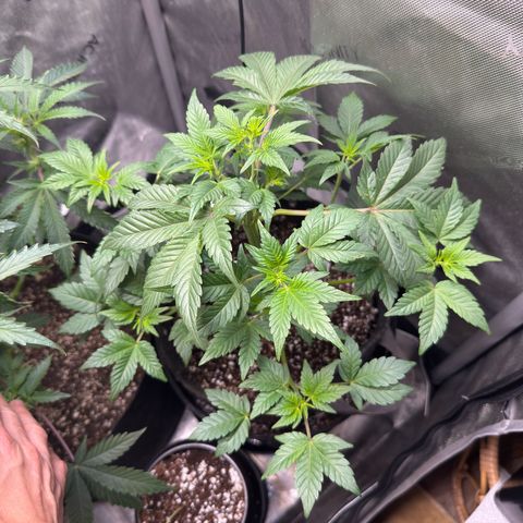 MephistO’z  growlog timeline photo
