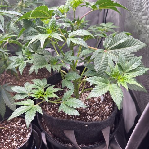 MephistO’z  growlog timeline photo