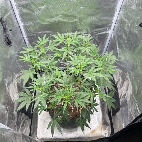 Toof Decay x Walter White  growlog timeline photo