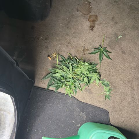 Toof Decay x Walter White  growlog timeline photo