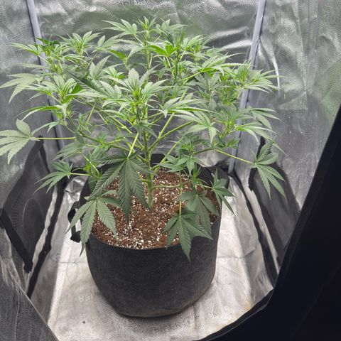 Toof Decay x Walter White  growlog timeline photo