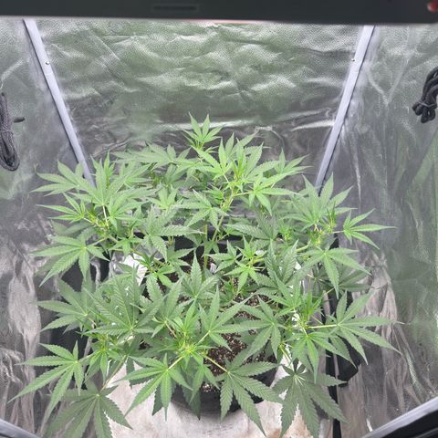 Toof Decay x Walter White  growlog timeline photo