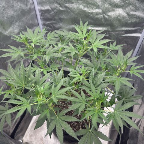 Toof Decay x Walter White  growlog timeline photo