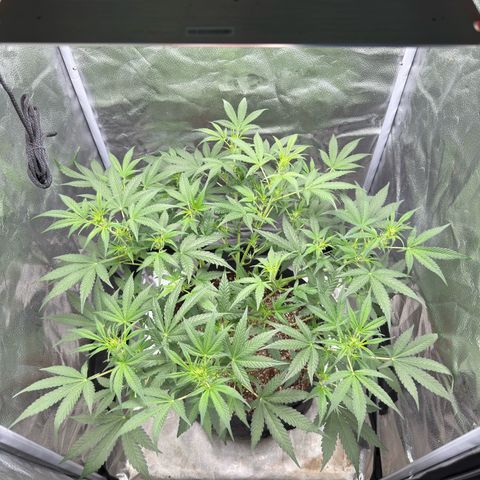 Toof Decay x Walter White  growlog timeline photo