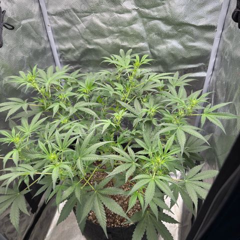 Toof Decay x Walter White  growlog timeline photo