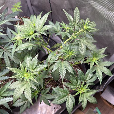 MephistO’z  growlog timeline photo