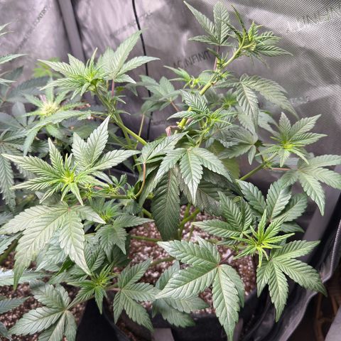 MephistO’z  growlog timeline photo