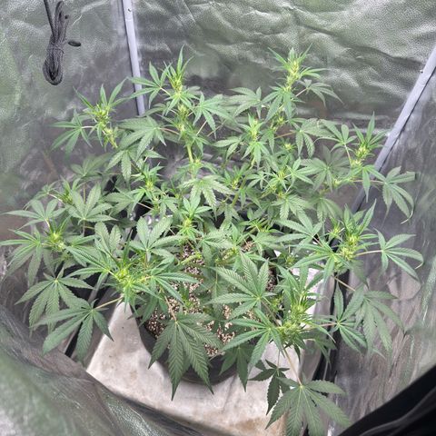 Toof Decay x Walter White  growlog timeline photo