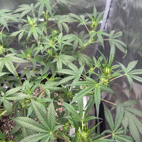 Toof Decay x Walter White  growlog timeline photo