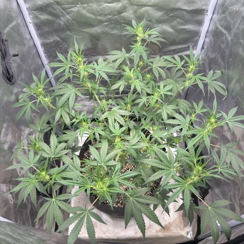 Toof Decay x Walter White  growlog timeline photo