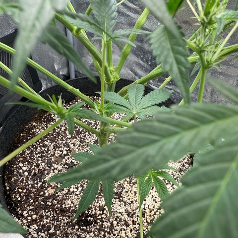Toof Decay x Walter White  growlog timeline photo