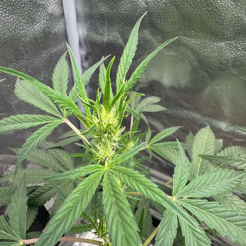 Toof Decay x Walter White  growlog timeline photo