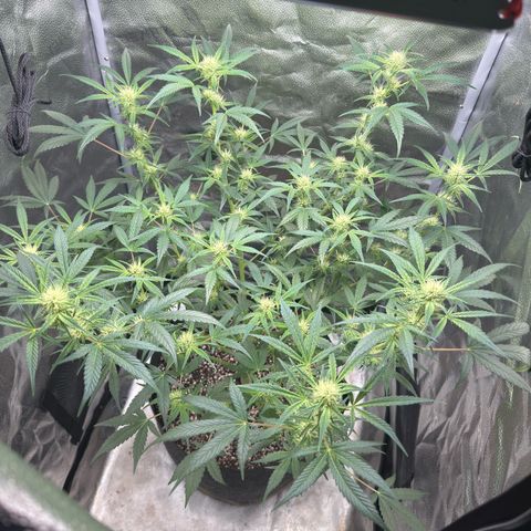 Toof Decay x Walter White  growlog timeline photo