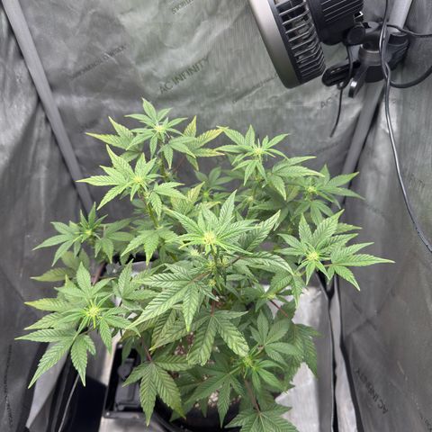 MephistO’z  growlog timeline photo