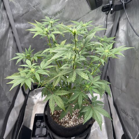 MephistO’z  growlog timeline photo