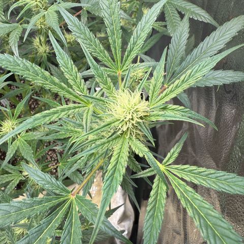 Toof Decay x Walter White  growlog timeline photo