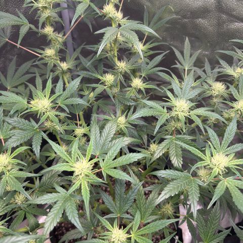 Toof Decay x Walter White  growlog timeline photo