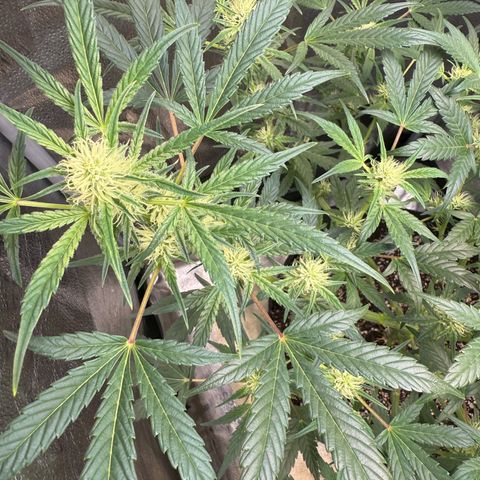 Toof Decay x Walter White  growlog timeline photo