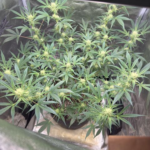 Toof Decay x Walter White  growlog timeline photo