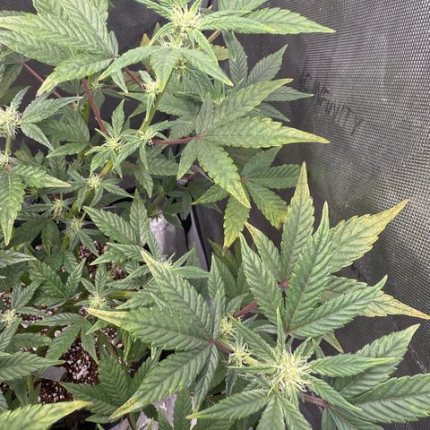 MephistO’z  growlog timeline photo