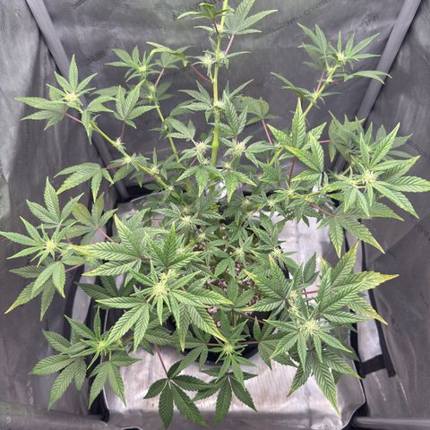 MephistO’z  growlog timeline photo