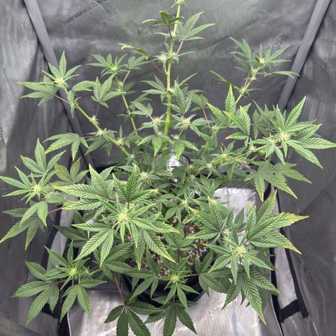 MephistO’z  growlog timeline photo