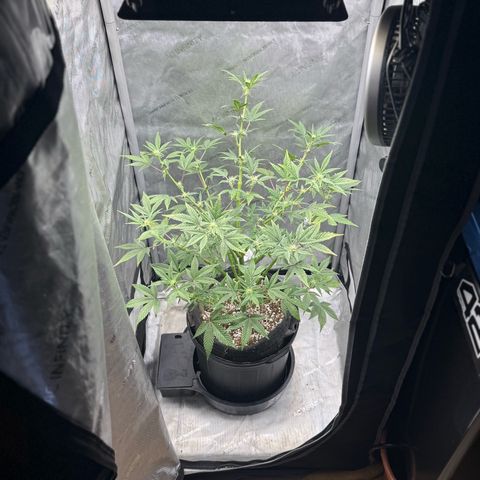 MephistO’z  growlog timeline photo