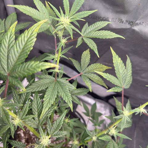 MephistO’z  growlog timeline photo