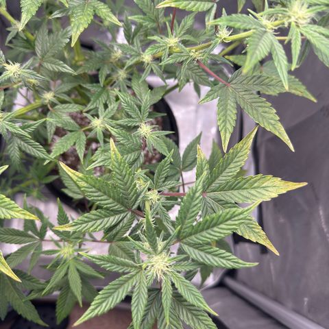 MephistO’z  growlog timeline photo
