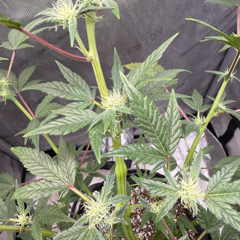 MephistO’z  growlog timeline photo