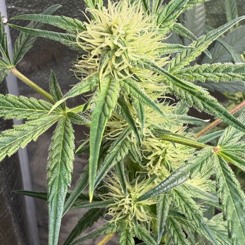Toof Decay x Walter White  growlog timeline photo