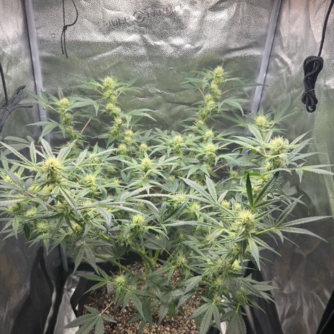 Toof Decay x Walter White  growlog timeline photo