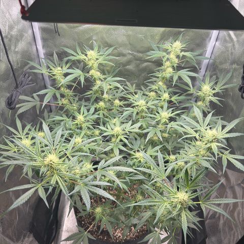 Toof Decay x Walter White  growlog timeline photo