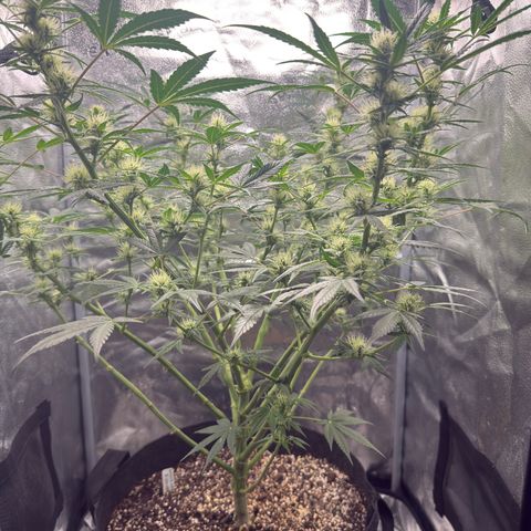 Toof Decay x Walter White  growlog timeline photo