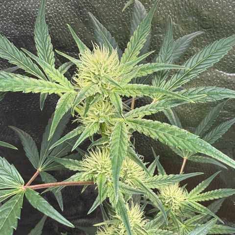 Toof Decay x Walter White  growlog timeline photo